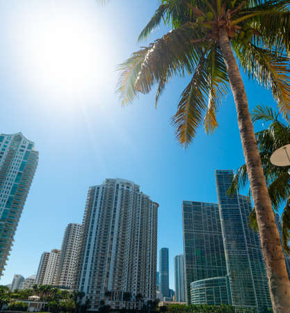 Skyscrapers and palms in Miami Riverwalk on a sunny day. Florida, USAの写真素材
