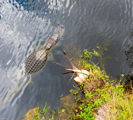 Alligator in the Everglades park seen from above. Florida, USAの写真素材