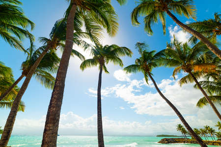 Palm trees in Bas du Fort beach in Guadeloupe, French west indies. Lesser Antilles, Caribbean seaの写真素材