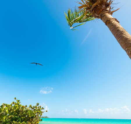 Pelican flying over Bas du Fort shore in Guadeloupe, French west indies. Lesser Antilles, Caribbean seaの写真素材