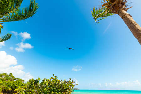 Pelican flying over Bas du Fort beach in Guadeloupe, French west indies. Lesser Antilles, Caribbean seaの写真素材
