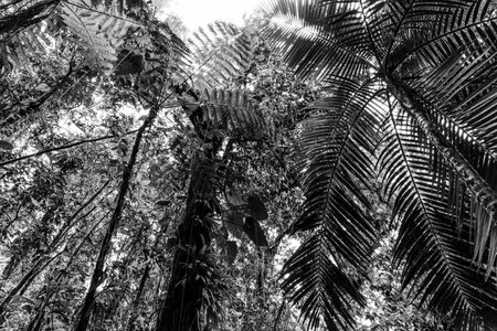 Green trees in Basse Terre jungle seen from below, Guadeloupe. Lesser Antilles, Caribbean. Black and...