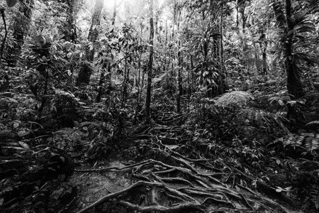 Roots and tropical vegetation in Basse Terre jungle, Guadeloupe island. French west indies, Lesser Antilles. Black and white effectの写真素材