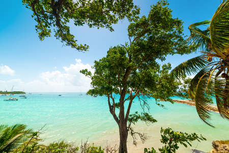 Clear water in La Datcha beach in Guadeloupe, French west indies. Lesser Antilles, Caribbean seaの写真素材