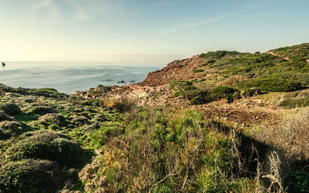 Plants in Capo Caccia shore. Sardinia, Italyの写真素材