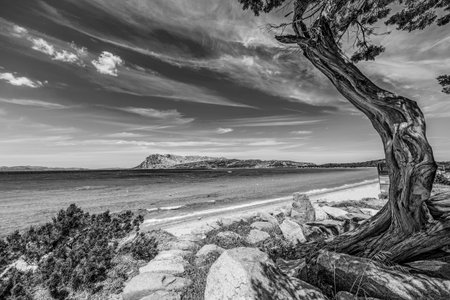 pine tree in Capo Coda Cavallo, Sardiniaの写真素材
