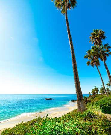 Palm trees in Laguna Beach. California, USAの写真素材