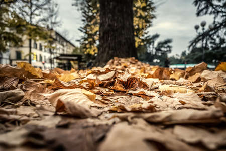 Brown leaves on a park in Tuscany, Italyの写真素材