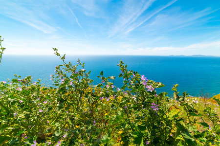 Pink flowers and green plants by the sea in the Sardinian shoreline, Italy