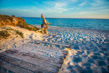 Wooden boardwalk and driftwood in Maria Pia beach at sunset. Sardinia, Italyの写真素材