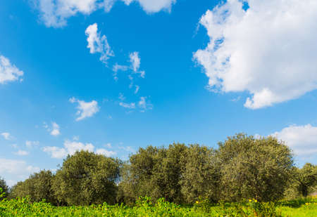 Olive trees in a green field under a cloudy sky. Sardinia, Italyの写真素材