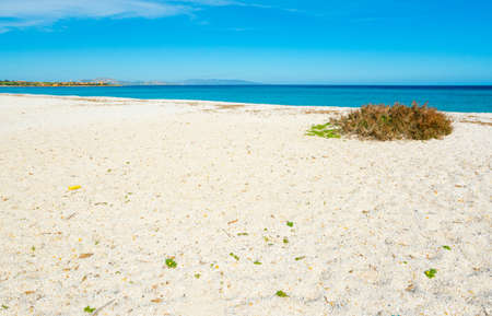 White sand and blue water under a clear sky in Stintino. Sardinia, Italyの写真素材