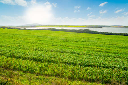 Green field under a shining sun in Sardinia, Italyの写真素材