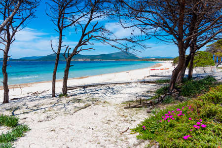 Pink flowers and white sand in Maria Pia beach in Alghero. Sardinia, Italyの写真素材