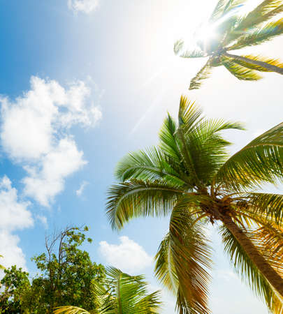 Palm trees and shining sun in Guadeloupe, French west indies. Lesser Antilles, Caribbean seaの写真素材