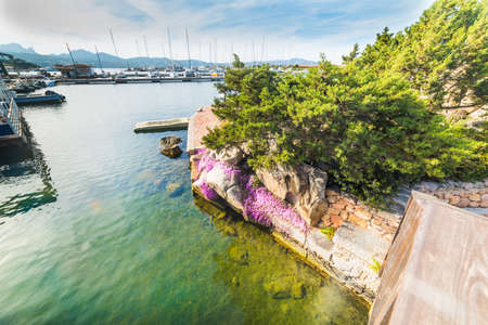 Flowers n Porto Rotondo small harbor, Sardiniaの写真素材