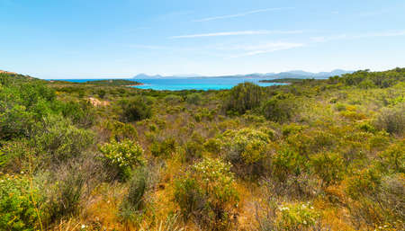 Mediterranean scrub by the coast in Sardinia, Italyの写真素材