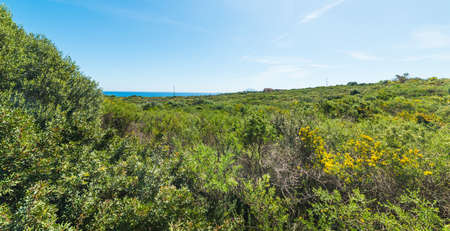 Blue sky over a green field in Sardinia, Italyの写真素材