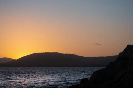 Seagull flying over Alghero shore at sunset. Sardinia, Italyの写真素材