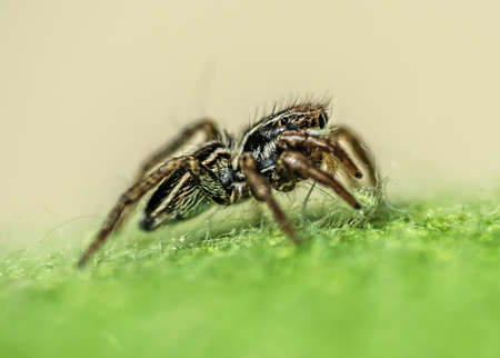 Extreme close up of a jumping spider side viewの写真素材