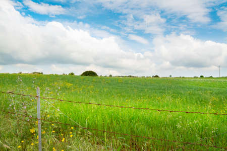 Green plants and flowers under a blue sky in springtime. Sardinia, Italyの写真素材