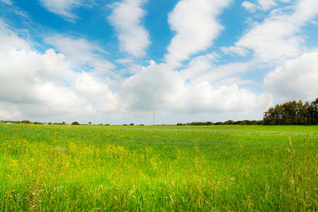Green meadow under a cloudy sky in springtime. Sardinia, Italyの写真素材