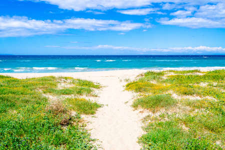 Green plants and white sand in Platamona beach. Sardinia, Italyの写真素材