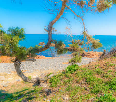 Vegetation and pebbles in Baccu e Praidas beach in springtime. Sardinia, Italyの写真素材