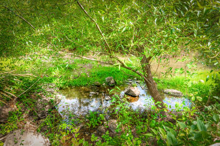 Small puddle surrounded by vegetation in the forestの写真素材
