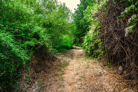Path in Burgos forest on a cloudy day. Sardinia, Italy