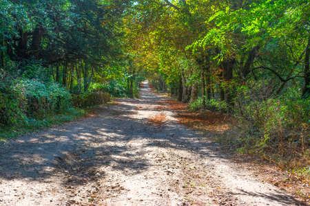 Dirt path in Burgos forest. Sardinia, Italyの写真素材