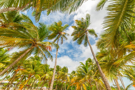 Palm trees under a blue sky with clouds in Guadeloupe, French west indies. Lesser Antilles,...