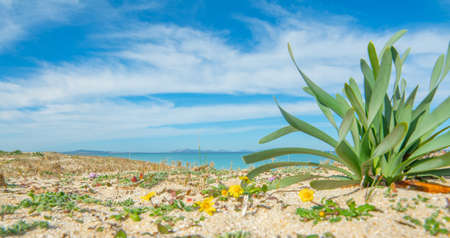 Plants in Fiume Santo shore in springtime. Sardinia, Italyの写真素材