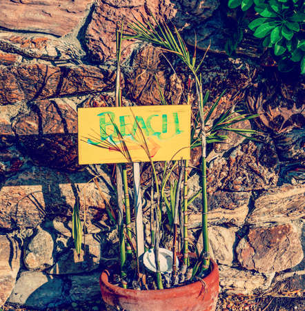Close up of a beach sign in a plants vase of a residential yardの写真素材