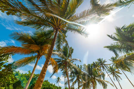 Sun shining over Coconut palm trees in Guadeloupe, French west indies. Lesser Antilles, Caribbeanの写真素材