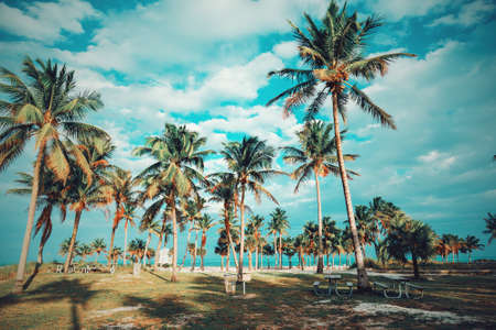 Coconut Palm trees in Crandon Park at sunset, Key Biscayne. Southern Florida, USAの写真素材