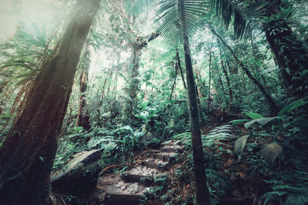 Rocky stairway in Guadeloupe jungle. French west indies, Caribbean
