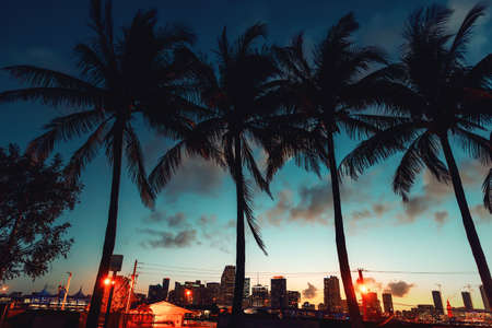 Coconut palm trees and skyscrapers in Miami at night. Southern Florida, USAの写真素材