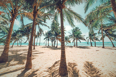 Palm trees and white sand in Bois Jolan beach in Guadeloupe, French west indies. Lesser Antilles, Caribbean seaの写真素材