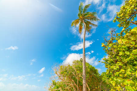 Sun shining over a tall palm tree in the Caribbeanの写真素材