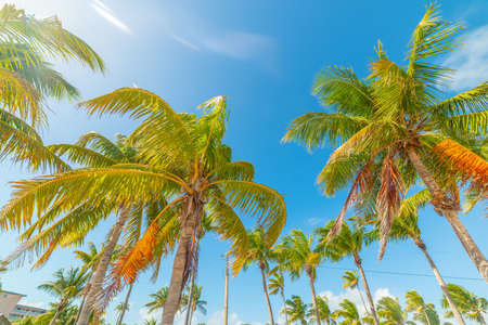 Coconut palm trees under a blue sky in Smathers Beach. Key West, Floridaの写真素材