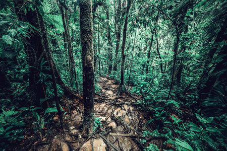 Narrow path in Basse Terre forest in Guadeloupe, West indies. Lesser Antilles, Caribbean