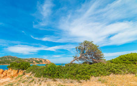 Pine tree by the sea in Costa Smeralda under a cloudy sky. Sardinia, Italyの写真素材