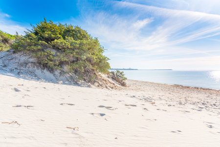 Bush by the sea in Maria Pia beach. Alghero, Italyの写真素材
