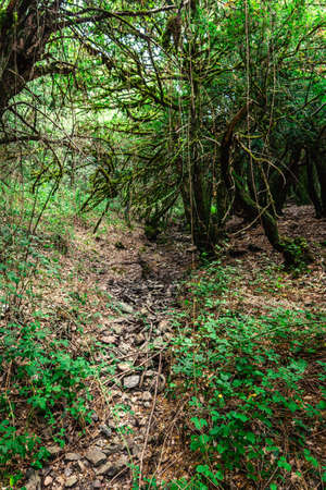 Rocks and trees in the forest in Sardinia, Italyの写真素材
