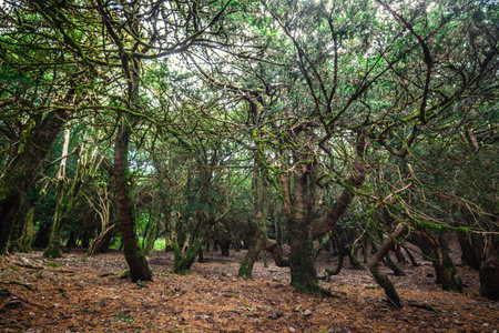 Trees in Badde Salighes forest. Sardinia, Italyの写真素材
