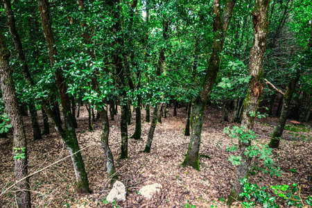 Green leaves in Badde Salighes forest in Sardinia, Italyの写真素材