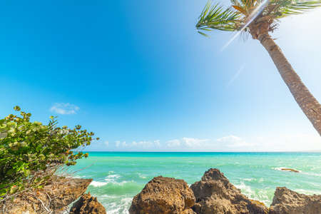 Turquoise water and palm trees in Bas du Fort shore. Guadeloupe, Caribbean seaの写真素材