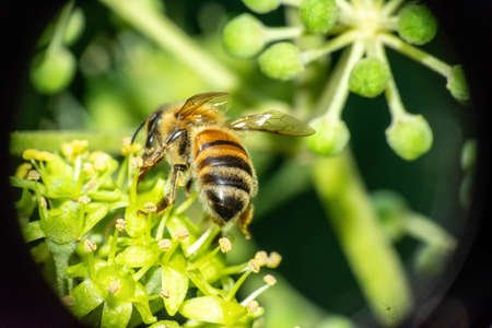 Macro shot of a bee on a green plantの写真素材