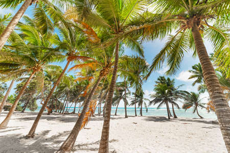 Palm trees in Bois Jolan beach. Guadeloupe, Caribbean seaの写真素材